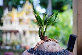 How To Make A Coconut Bonsai Tree Gardentabs Com