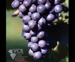 Tutte le immagini cerca per immagine. Uva Di Troia Wine Information
