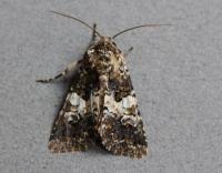 Image result for Hadena compta