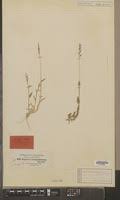 Image result for Urochloa semiundulata