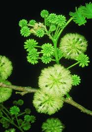 Image result for Cyclocarpa