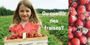 Envie De Nature Cueillette De Fraises Les Fermes En Cote D Dijon Et En Bourgogne