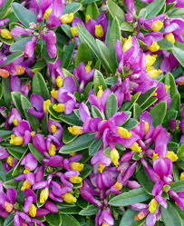 Image result for Polygala gazensis