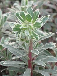 We did not find results for: Silver Swan Euphorbia Plants4home