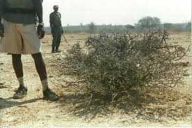 Image result for Albizia anthelmintica