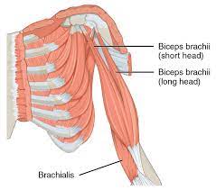 They are further categorized according function such as flexion, extension, or rotation. Naming Muscles Human Anatomy And Physiology Lab Bsb 141