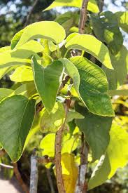 Image result for Broussonetia