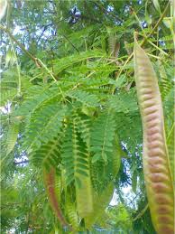 Image result for Psychotria articulata