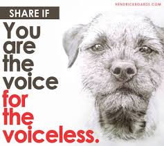 A Voice For The Voiceless Dog Poems Animal Quotes Bichon Frise Dogs
