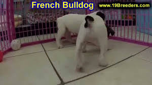 Rare colors with perfect conformation. French Bulldog Puppies For Sale In Baton Rouge Louisiana La Minden West Monroe Luling Cro Youtube