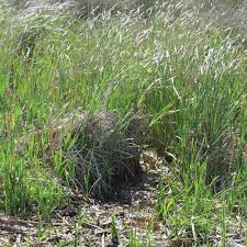 Image result for Typha capensis