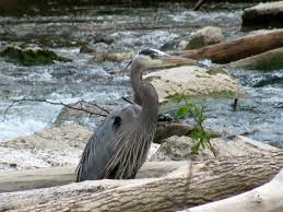 Big Black Birds In Ohio Great Blue Heron Ohio Ohio Birds Ohio Blue Heron