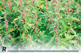 Image result for Parietaria