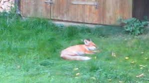 Wir sagen ihnen, was sie dazu wissen sollten und wie sie den fuchs auch wieder von ihrem grundstück vertreiben können. Donaueschingen Fuchs Macht Garten Zur Mullkippe Donaueschingen Schwarzwalder Bote