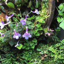 Mini Orchid Paludarium Fertilizer Regimen Detailed Build Orchids Plants Botanical