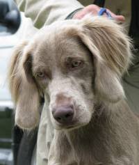 Find weimaraner puppies and breeders in your area and helpful weimaraner information. Weimaraner And Weimaraner Longhair Janedogs