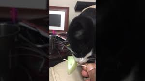 While honeydew may help you cool down on a summer day,6 you may be curious as to whether or not you can feed it to your dogs as treats. Cat Eating Honey Dew Youtube