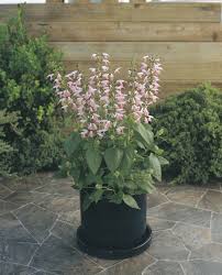 Erleben sie günstige preise und viele kostenlose extras wie proben & zeitschriften. Salvia Summer Jewel Pink All America Selections