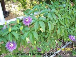 Passiflora Vine Google Search Flower Trellis Passion Flower Plant Passion Vine