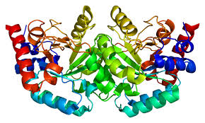The initiative is structured into two main paths: Uridine Monophosphate Synthase Wikipedia