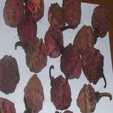 Image result for Garcinia kingaensis