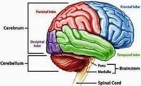 Mempertanyakan kenapa semua ini terjadi. Cari Gambar Otak Otak Besar Pengertian Bagian Fungsi Dan Cara Kerjanya Lengkap Mengerikan Konsumsi Makanan Ini Buat Otak And Sistem Saraf Tubuh Manusia Otak