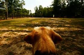 84 campgrounds near alpharetta, georgia. Best Place To Take Your Dog In Alpharetta