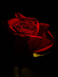 Low Key By Luminitsa Via Flickr Low Key Photography Light And Dark Photography Photography