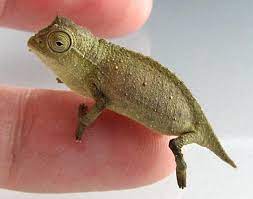 I Found This Helpful Answer From A Reptile Expert On Justanswercom Super Cute Animals Reptiles Pet Chameleon