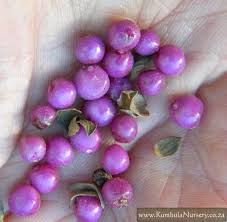 Image result for Lantana rugosa