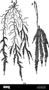 Physiological Botany I Outlines Of The Histology Of Phaenogamous Plants Ii Vegetable Physiology Plant Physiology Plant Anatomy Extent Of Koot Systems 233 Silver Fir 1 Meter Norway Spruce 2 Meters Scotch Pine