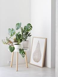 Plants Coffee Table White Plants Interior Plants