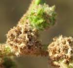 Image result for Dysphania carinata