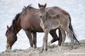 Maybe you would like to learn more about one of these? Good News For Wild Horses But There S Still Work To Do Straight From The Horse S Heart