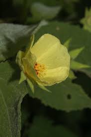 Image result for Pavonia schimperiana