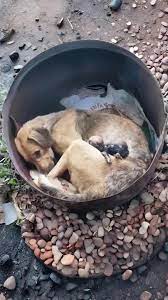 She gave birth, only to be abandoned—and when her puppies disappeared, her heart shattered in silence 💔 👉 Find out what happened next in the first comment 👇👇 #DogLoversUSA #AdoptDontShop #RescueDogsOfAmerica #ForeverHome #