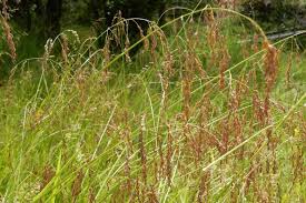 Image result for Glyceria