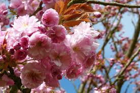 Maybe you would like to learn more about one of these? Incredible Cherry Blossom Trees Are Illuminating Berlin S Streets This Spring