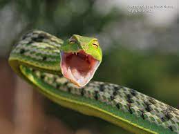 Green Vine Snake Ahaetulla Nasuta Bhubaneswar 24 12 2012 Vine Snake Snake Animals