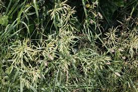 Image result for Bromus leptoclados