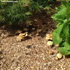Earthworms grow much, much bigger. How To Get Rid Of Earthworm Holes In Garden Mulch Garden Sanity By Pet Scribbles