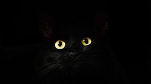 Ini adalah cara paling tersembunyi untuk bergerak dengan menyembunyikan warna kamu sendiri. Arti Mimpi Seputar Kucing Dari Mimpi Dicakar Sampai Melihat Kucing Hitam Tribun Bali