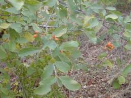 Image result for Cordia monoica