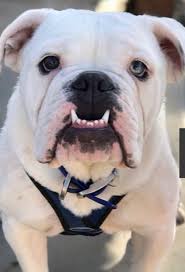 Dog rescue and adoption info. Petfinder English Bulldog The Y Guide