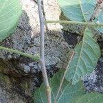 Image result for Allophylus rubifolius