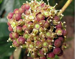 Image result for Rhoicissus tridentata