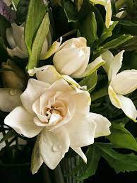 4 Tumblr Gardenia Plant Flowers Beautiful Flowers