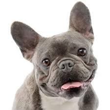 The 'floppy ears' wubbas are a fun addition to the range but without really changing the actual product other than aesthetically. French Bulldog Compared To Pug Boston Terrier Bulldog Boxer