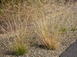 Image result for Agrostis kilimandscharica