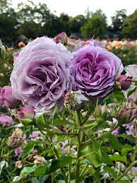 San Jose Rose Garden Rose Purple Roses Garden